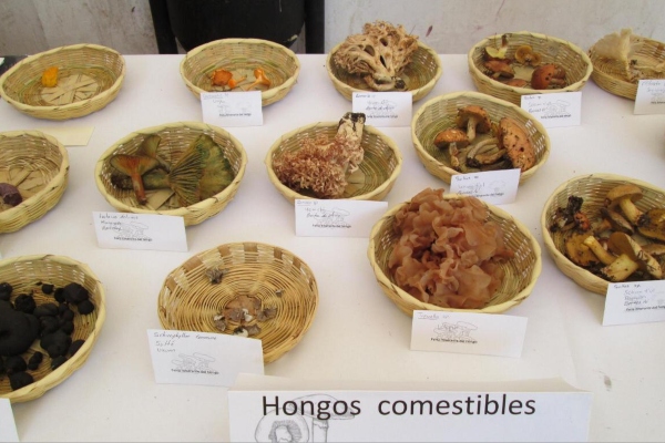 En Chiapas existen más de 13 mil especies de hongos. Foto Especial