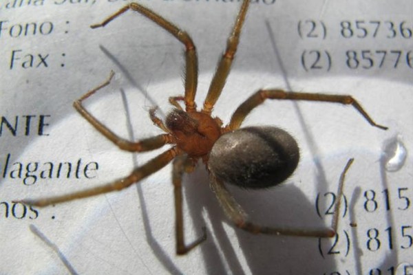 araña violinista