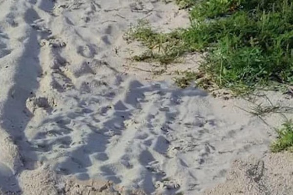 Está prohibido que vehículos motorizados circulen en la zona federal marítima terrestre. Foto: Especial