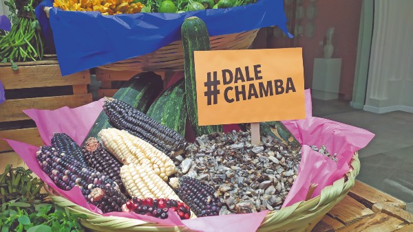 MAÍZ. La mayor diversidad del maíz es mexicana, con 64 razas en el país. Foto: Cortesía
