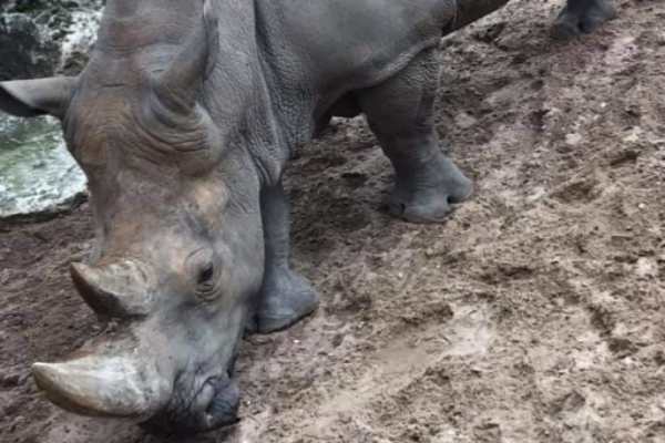 Rinoceronte sufre maltrato de visitantes en zoológico; graban sus nombres en él