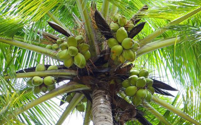 El cocotero es el de la República de árbol oficial
Maldivas. Foto: Pixabay