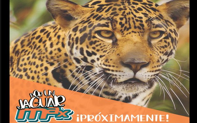 Tintorerías Max anuncia alianza con Animal Karma en pro del jaguar mexicano