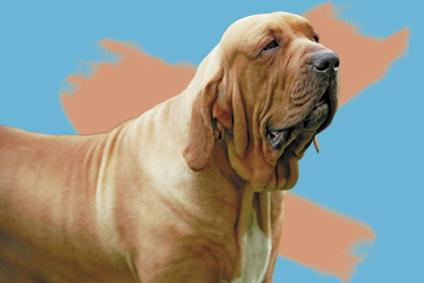 Este tipo de perro vive de 9 a 10 años en promedio. Ilustración: El Heraldo de México