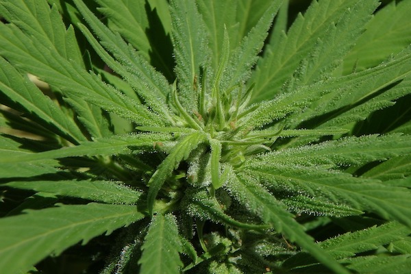 cannabis regulacion senado marihuana legislacion ricardo monreal