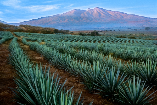 Jalisco
