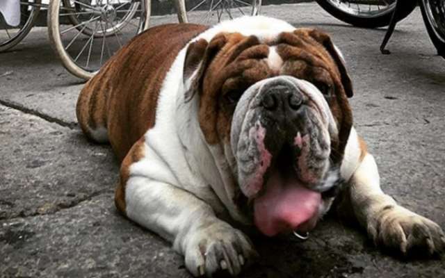 perro emilio secuestro