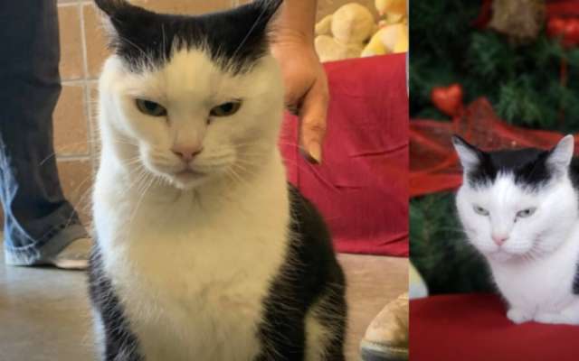 gatita-diabolica-la-peor-del-mundo-viral-adopcion