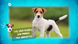 Experta en Jack Russell Terrier habla de sus cuidados