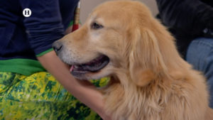 convierte a tu perro en toda una estrella de cine y tv